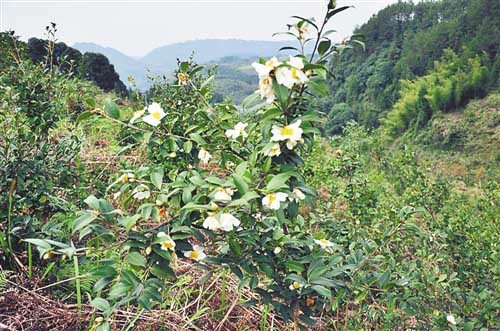 重庆苗族地区从野生油茶林中刨出2000万